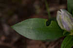 Striped gentian